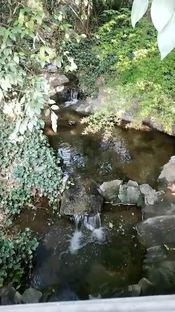 救援菠萝舞者